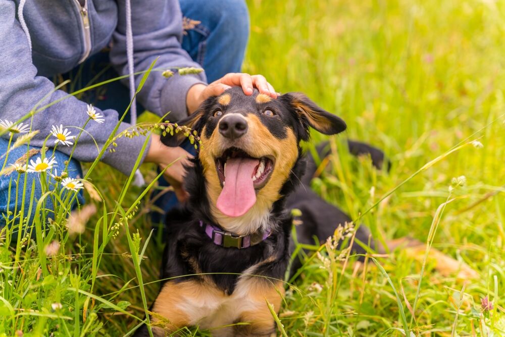 dog heat stroke symptoms